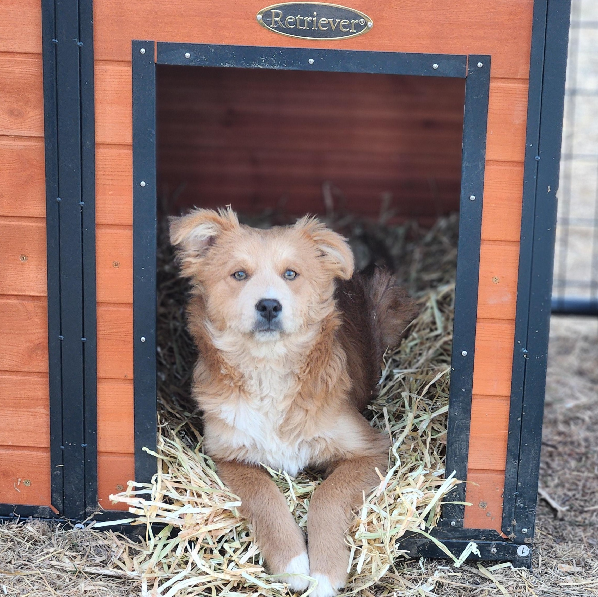 Enlarge Nugget, an adopted mixed breed in Amarillo, TX image 1/4