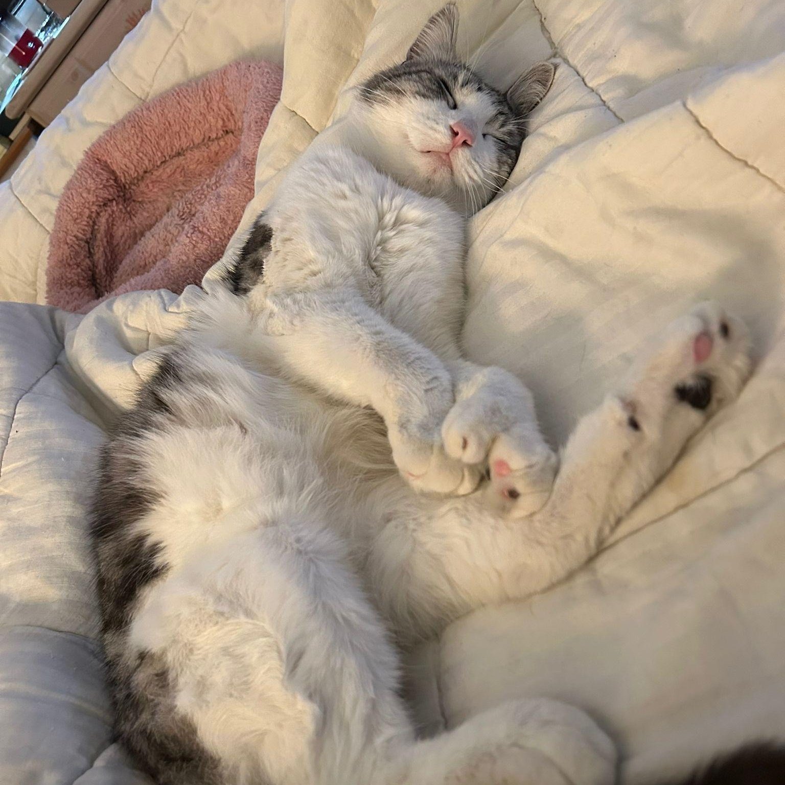 Ozzy, a Adoptable American Shorthair in North Hollywood, CA image 2/6