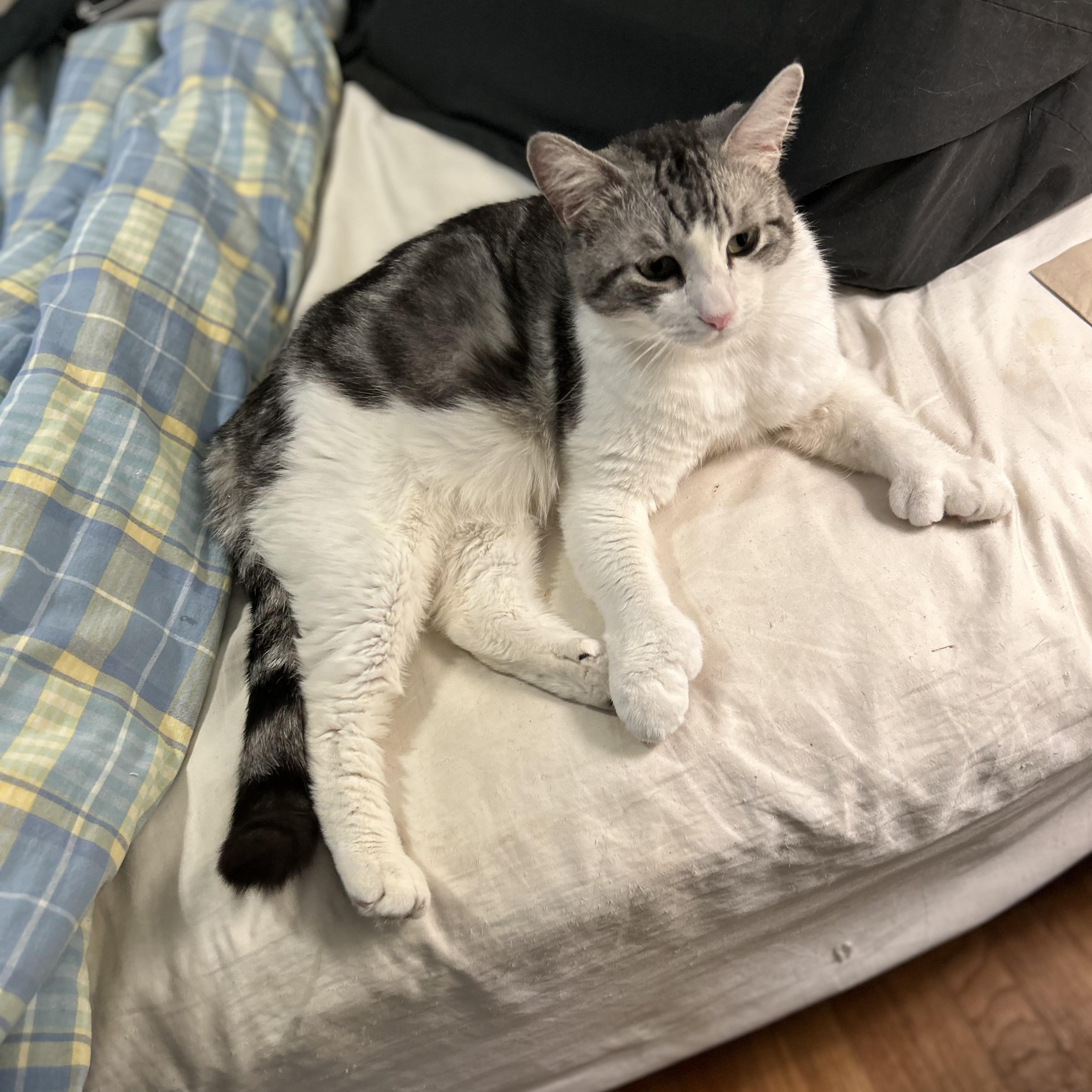 Ozzy, a Adoptable American Shorthair in North Hollywood, CA image 3/6