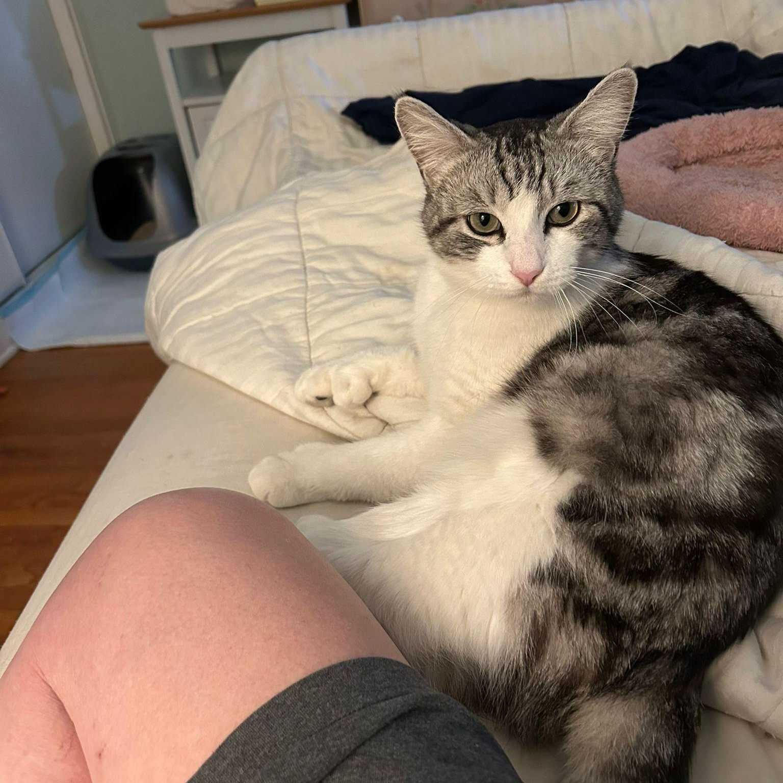 Ozzy, a Adoptable American Shorthair in North Hollywood, CA image 5/6