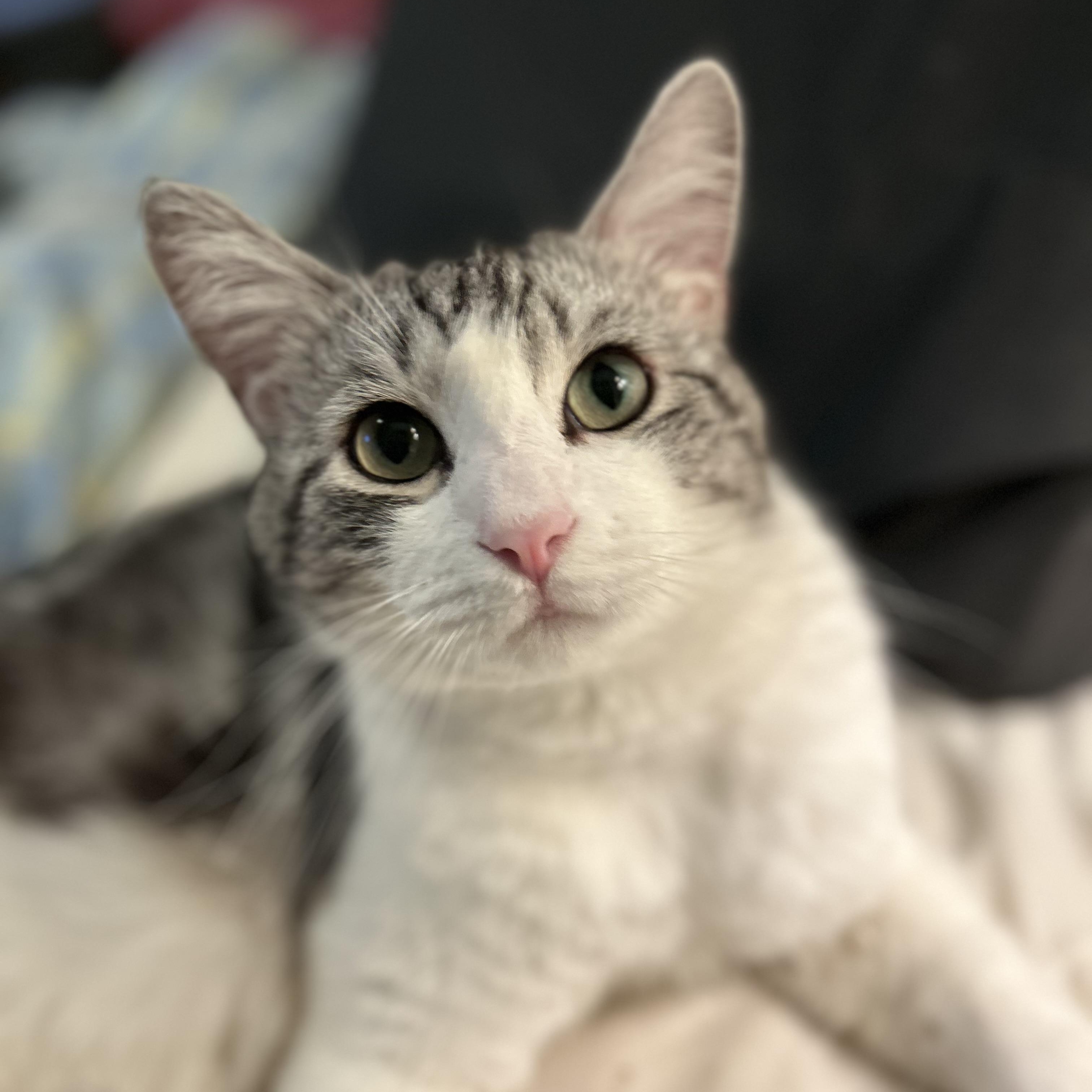 Ozzy, a Adoptable American Shorthair in North Hollywood, CA image 1/6