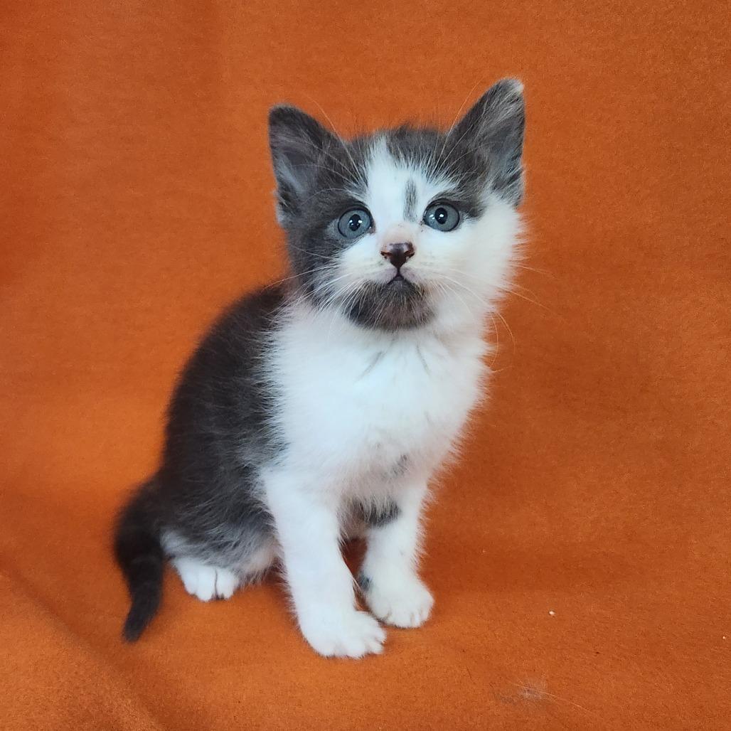 Kim, Adoptable, Kitten Female Siamese.