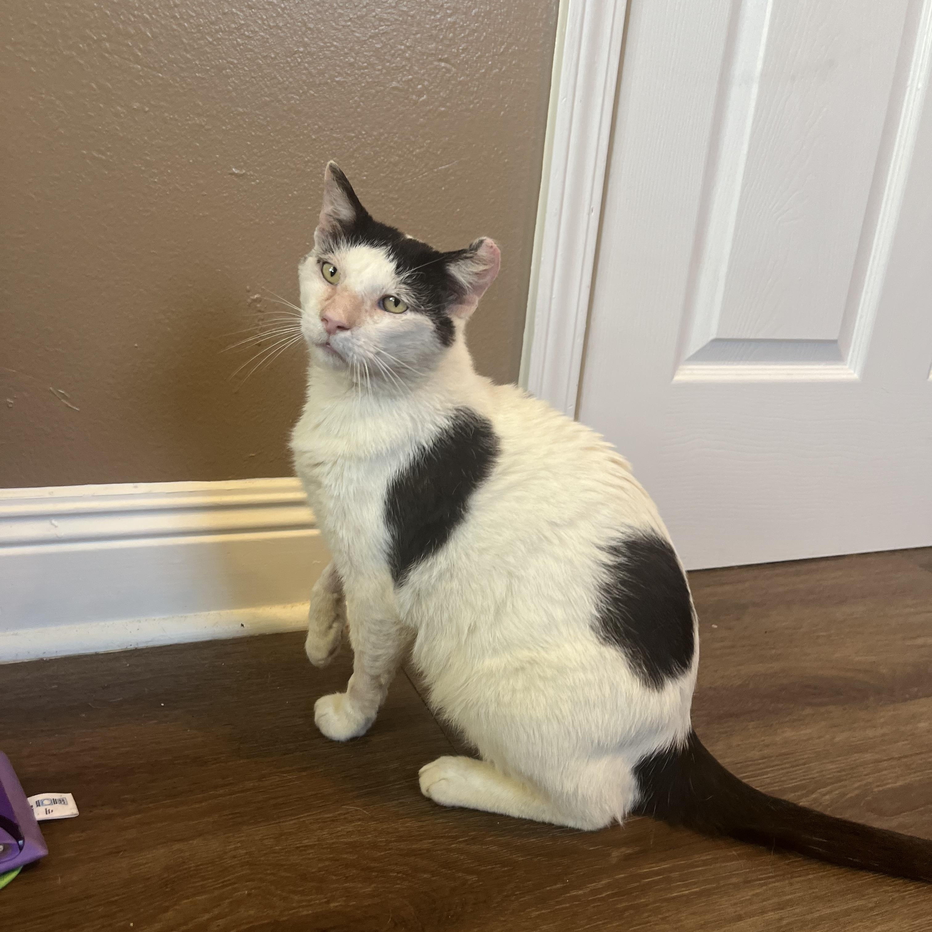 Enlarge Dojo—needs home asap!!!, a ADOPTABLE mixed breed in New Orleans, LA image 6/6