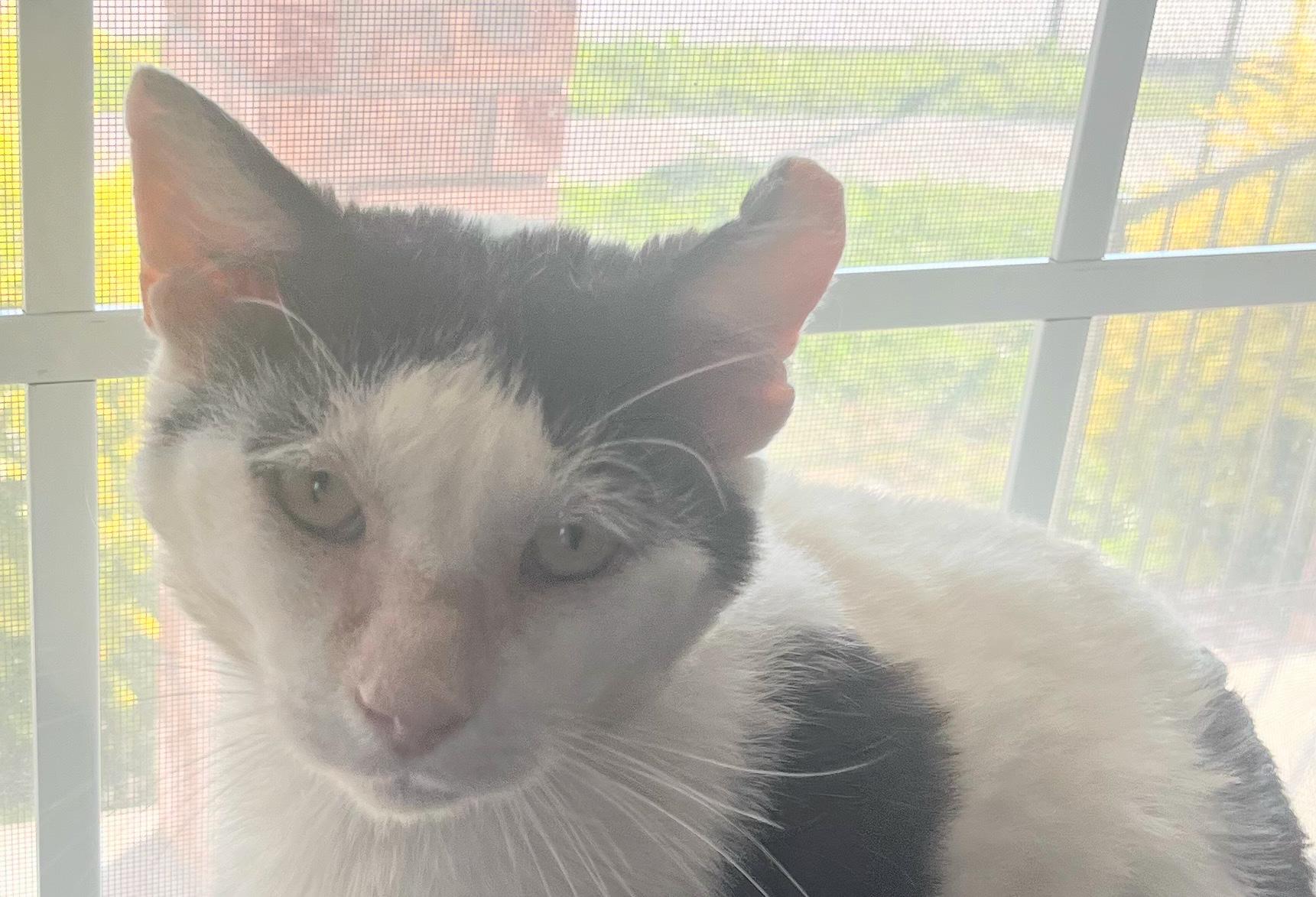 Enlarge Dojo—needs home asap!!!, a ADOPTABLE mixed breed in New Orleans, LA image 2/6