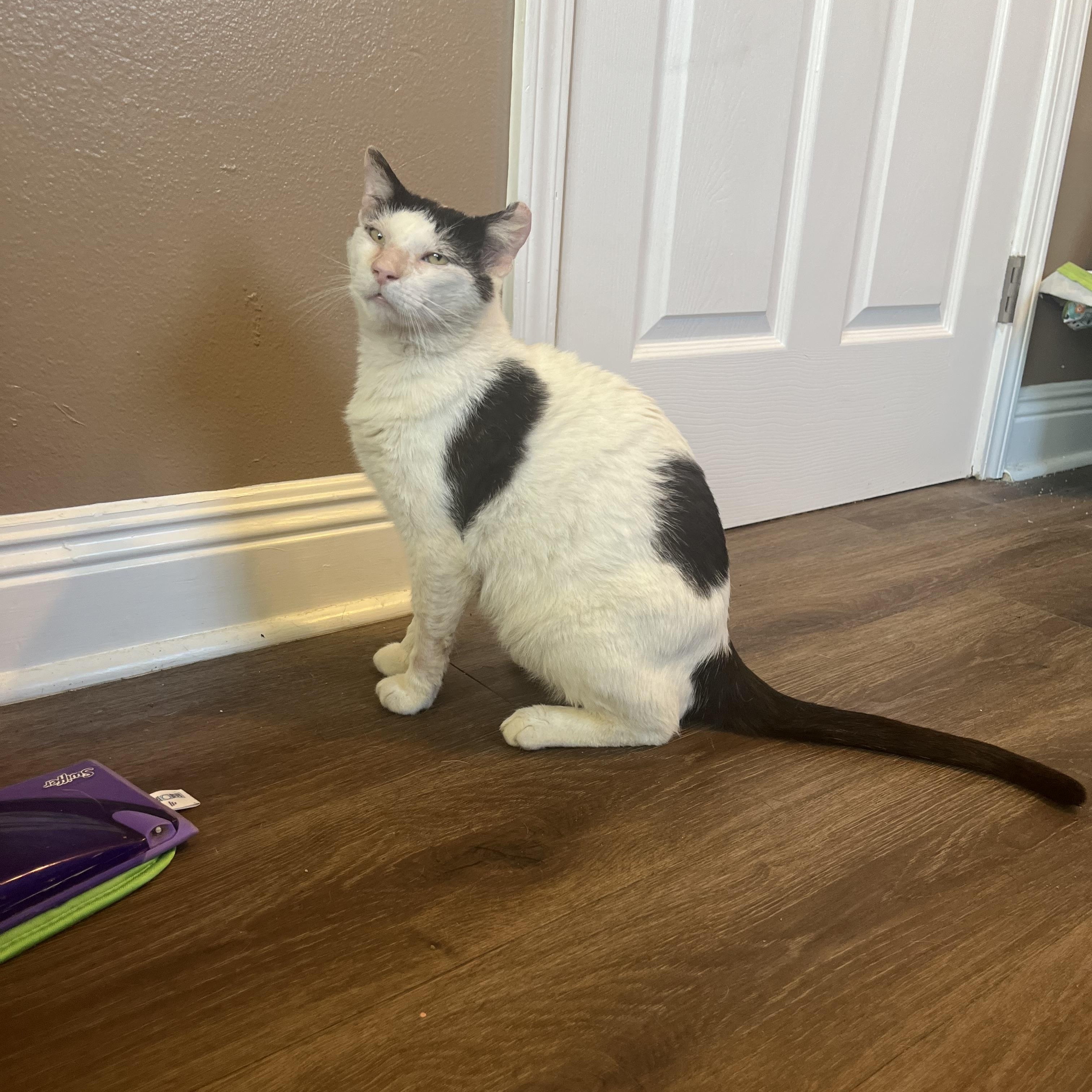 Enlarge Dojo—needs home asap!!!, a ADOPTABLE mixed breed in New Orleans, LA image 4/6