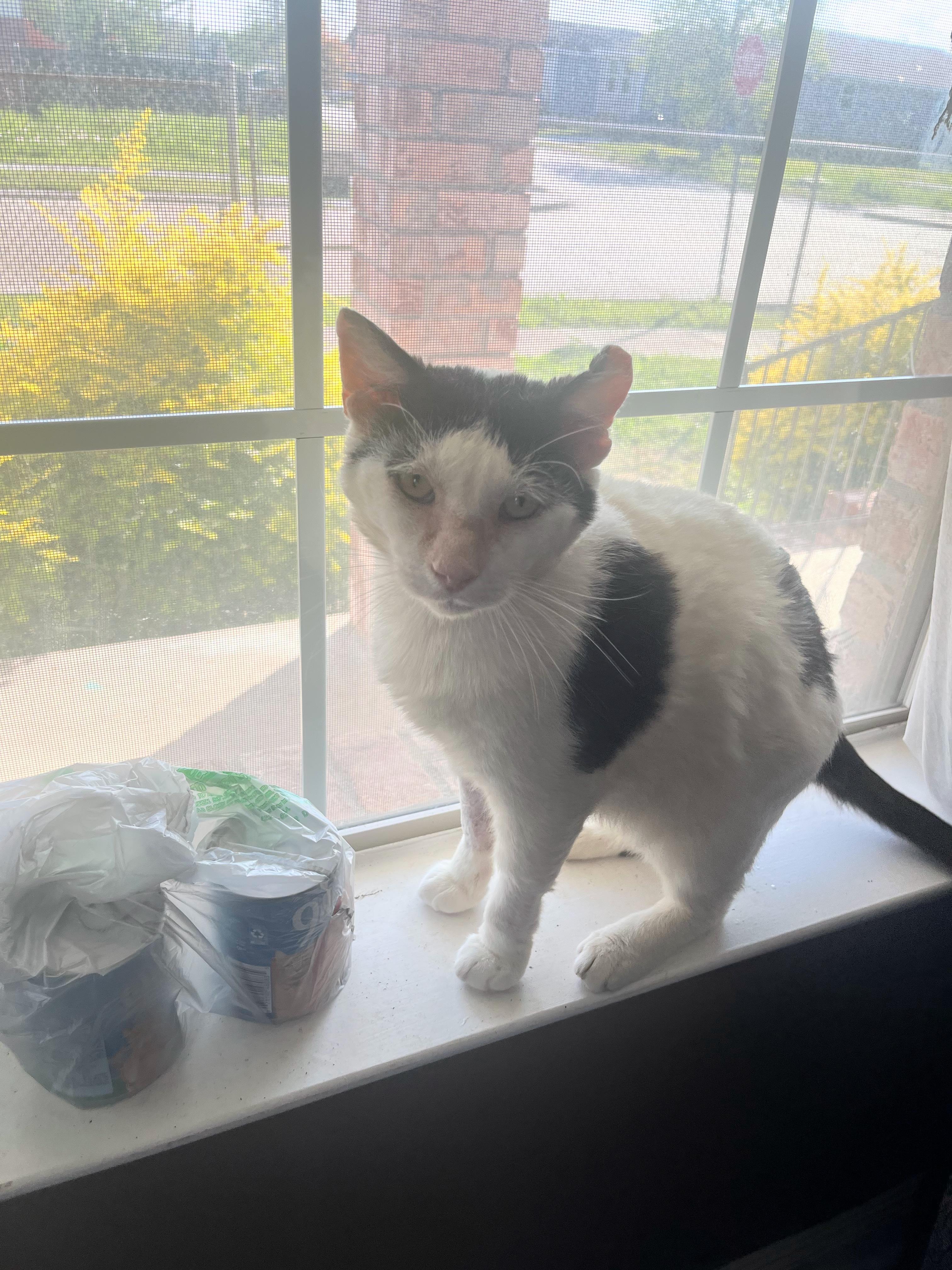 Dojo—needs home asap!!!, ADOPTABLE, Young Male Domestic Short Hair.