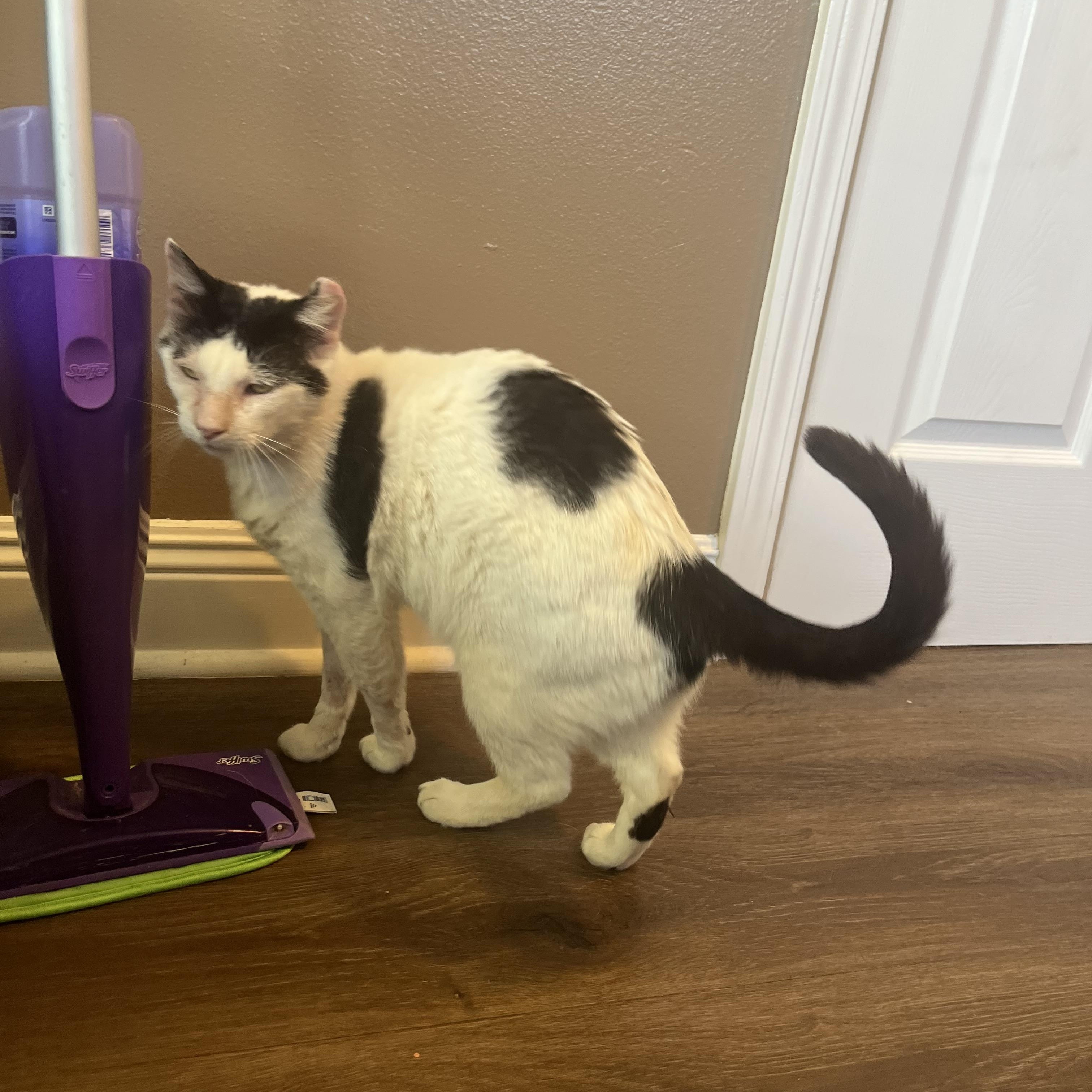 Enlarge Dojo—needs home asap!!!, a ADOPTABLE mixed breed in New Orleans, LA image 5/6