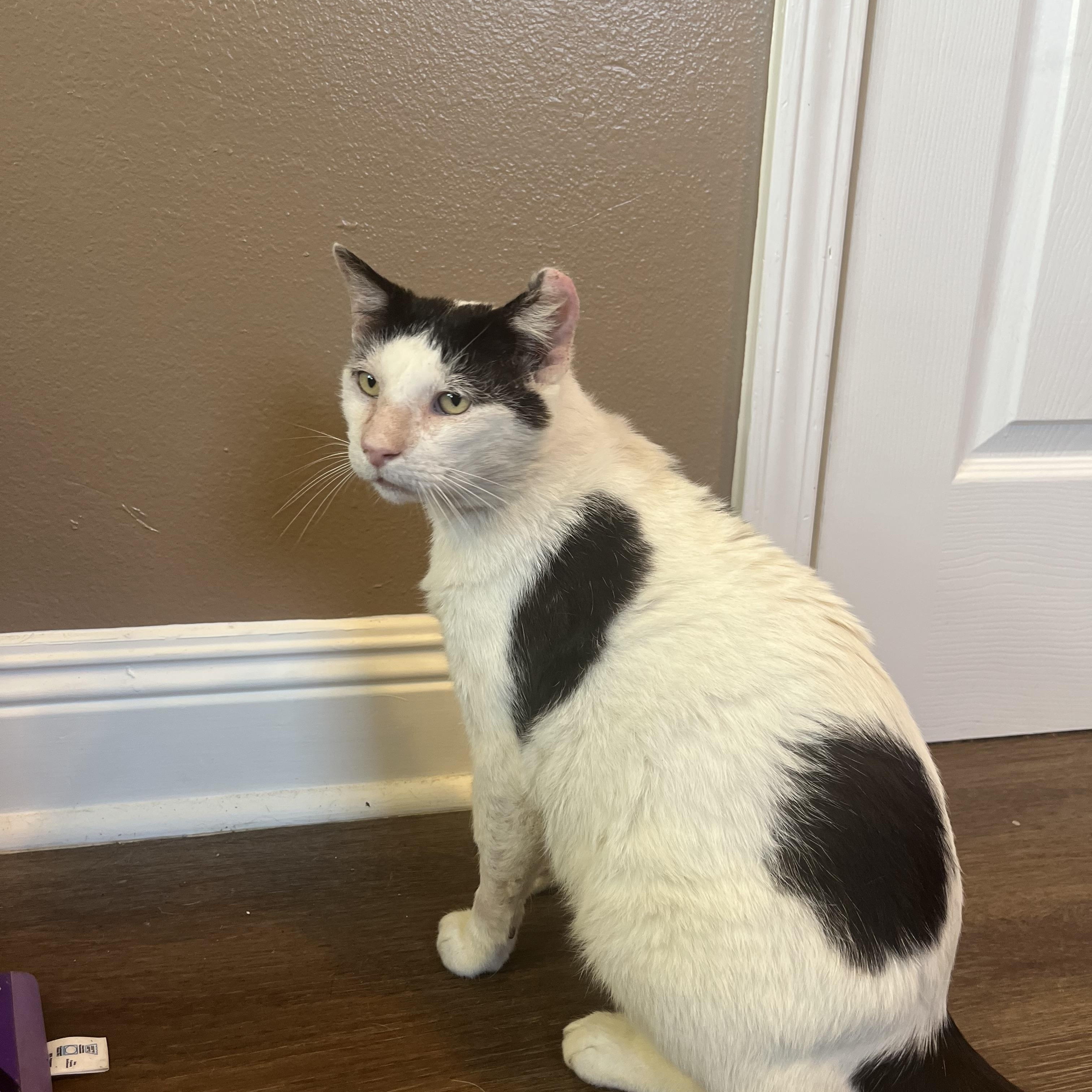 Enlarge Dojo—needs home asap!!!, a ADOPTABLE mixed breed in New Orleans, LA image 3/6