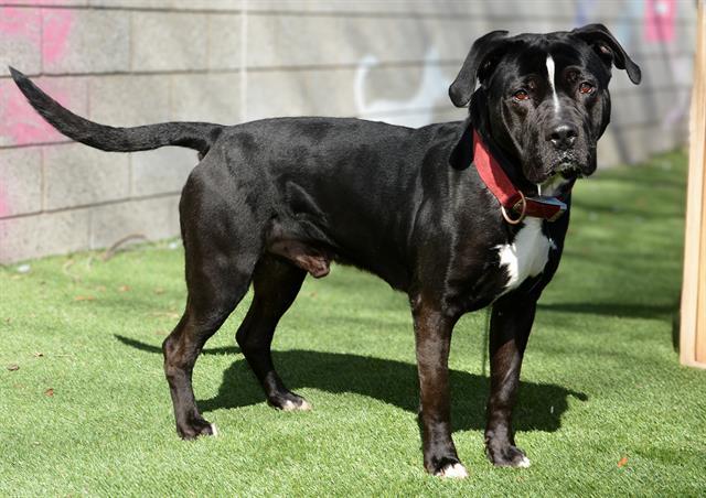 HENDRIX, Adoptable, Adult Male Cane Corso & Mixed Breed.