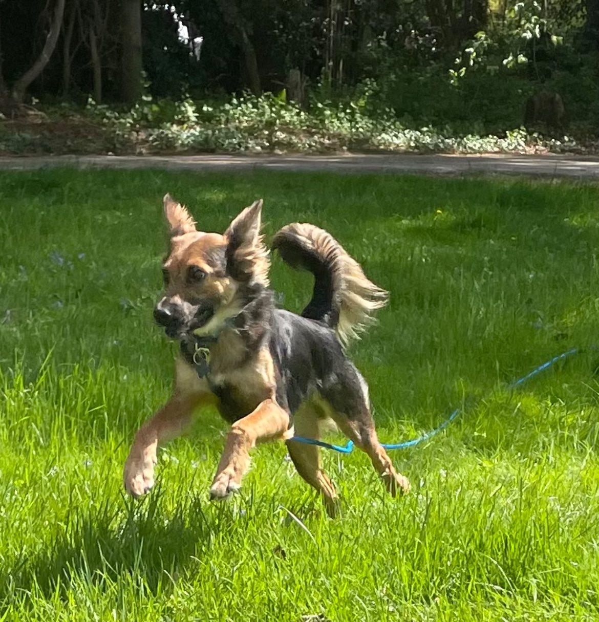 Enlarge Andee, a Adopted mixed breed in Darlington, MD image 2/3