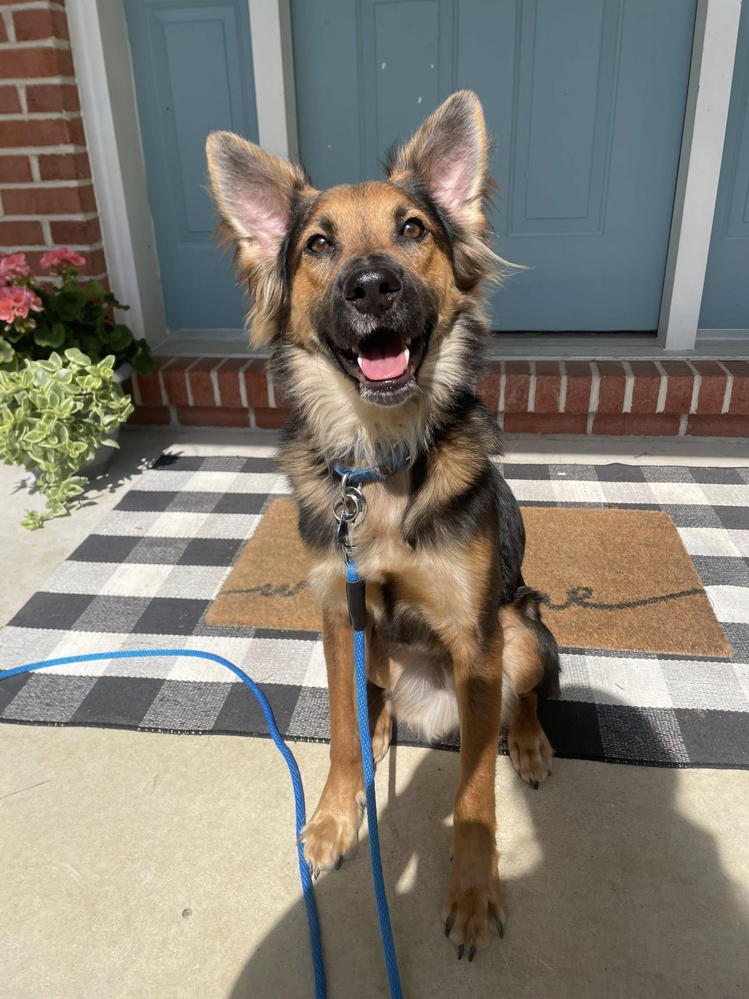 Enlarge Andee, a Adopted mixed breed in Darlington, MD image 1/3