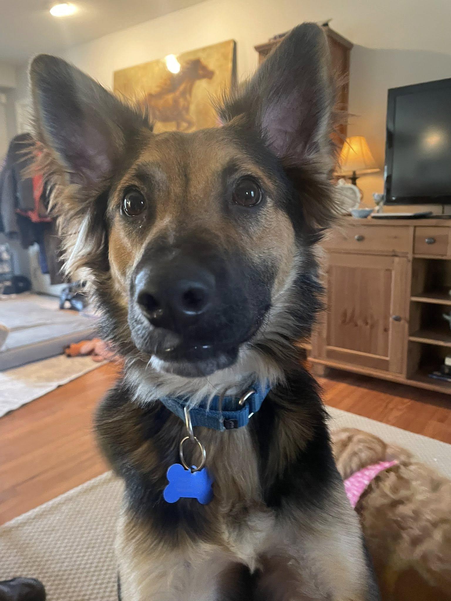 Enlarge Andee, a Adopted mixed breed in Darlington, MD image 3/3