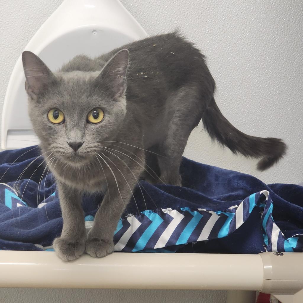 Purrl, Adoptable, Adult Female Domestic Short Hair.