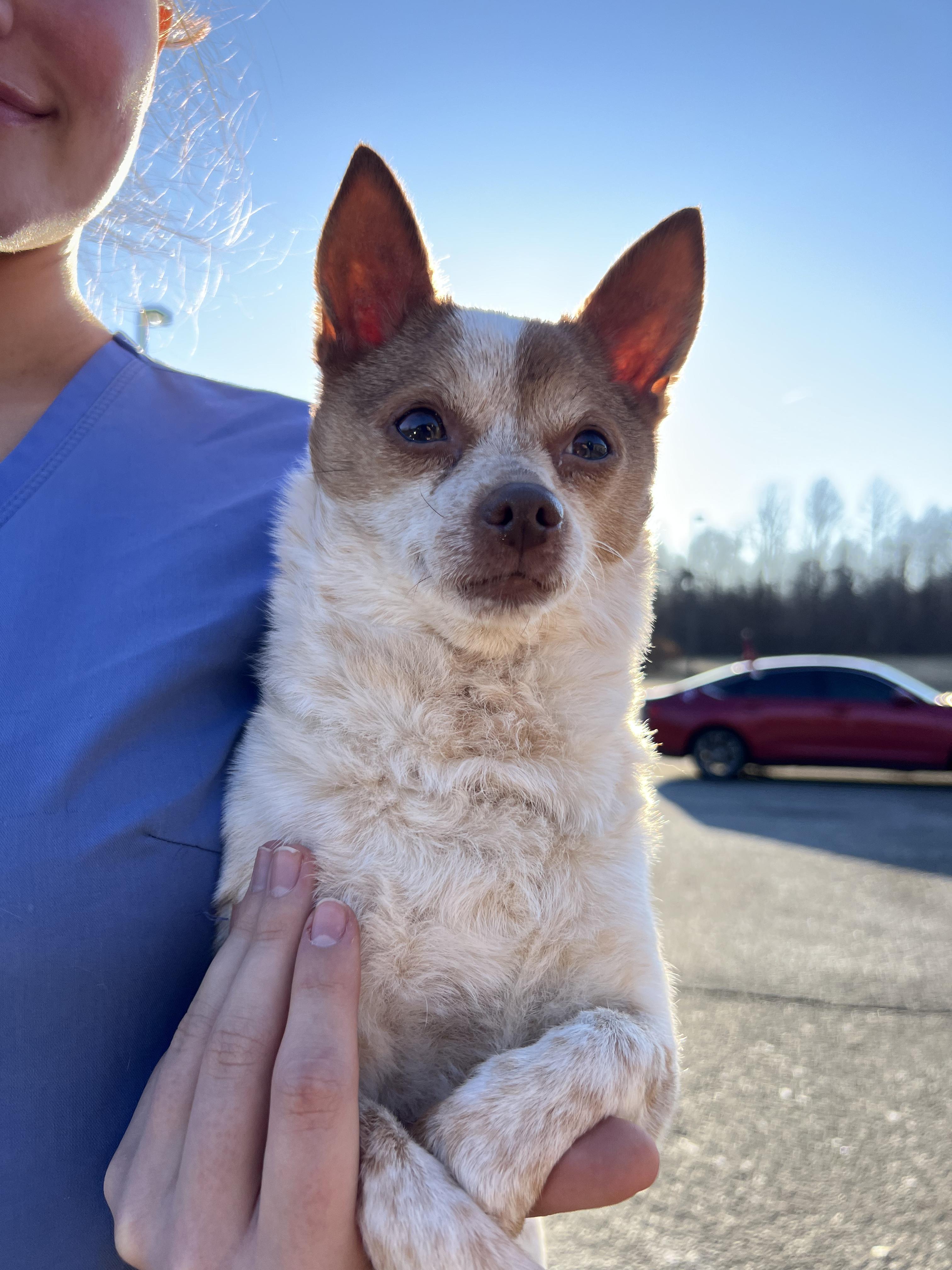 Athena, ADOPTABLE, Adult Female Chihuahua.