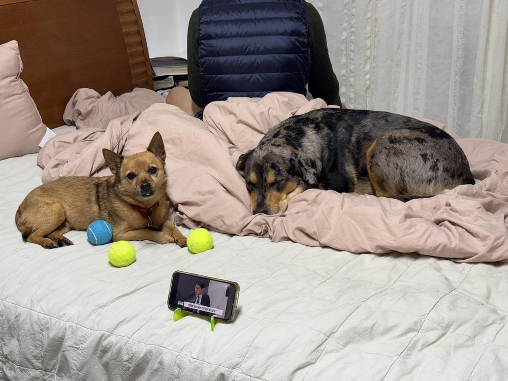 Rosco, Adoptable, Senior Male Chihuahua & Terrier.