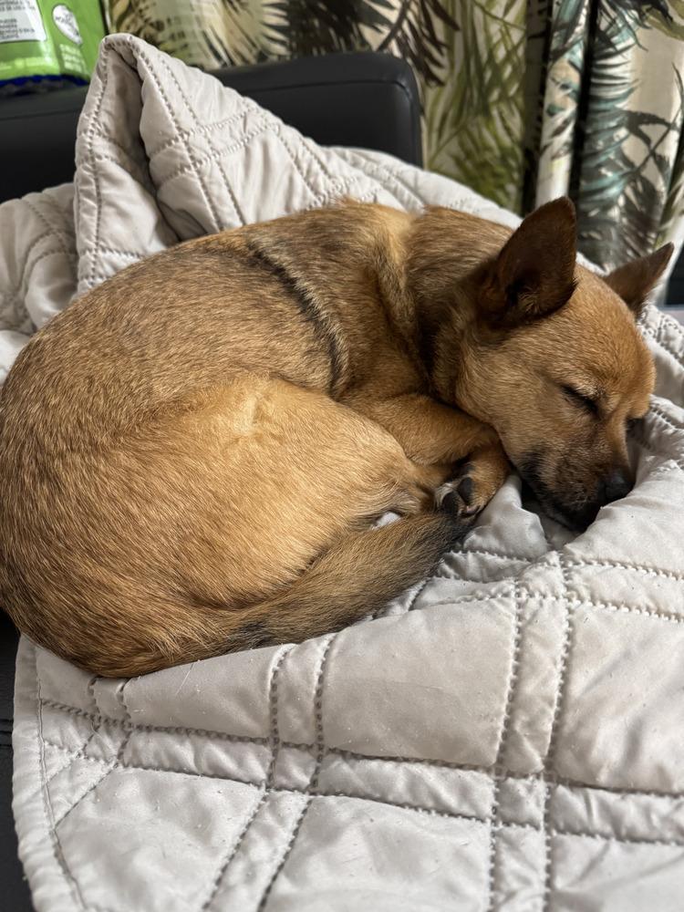 Rosco, a Adoptable mixed breed in Manhattan, NY image 3/6