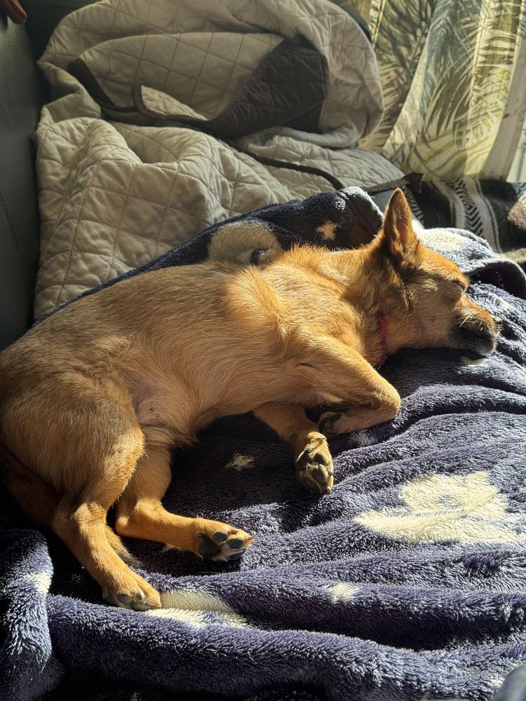 Rosco, a Adoptable mixed breed in Manhattan, NY image 4/6