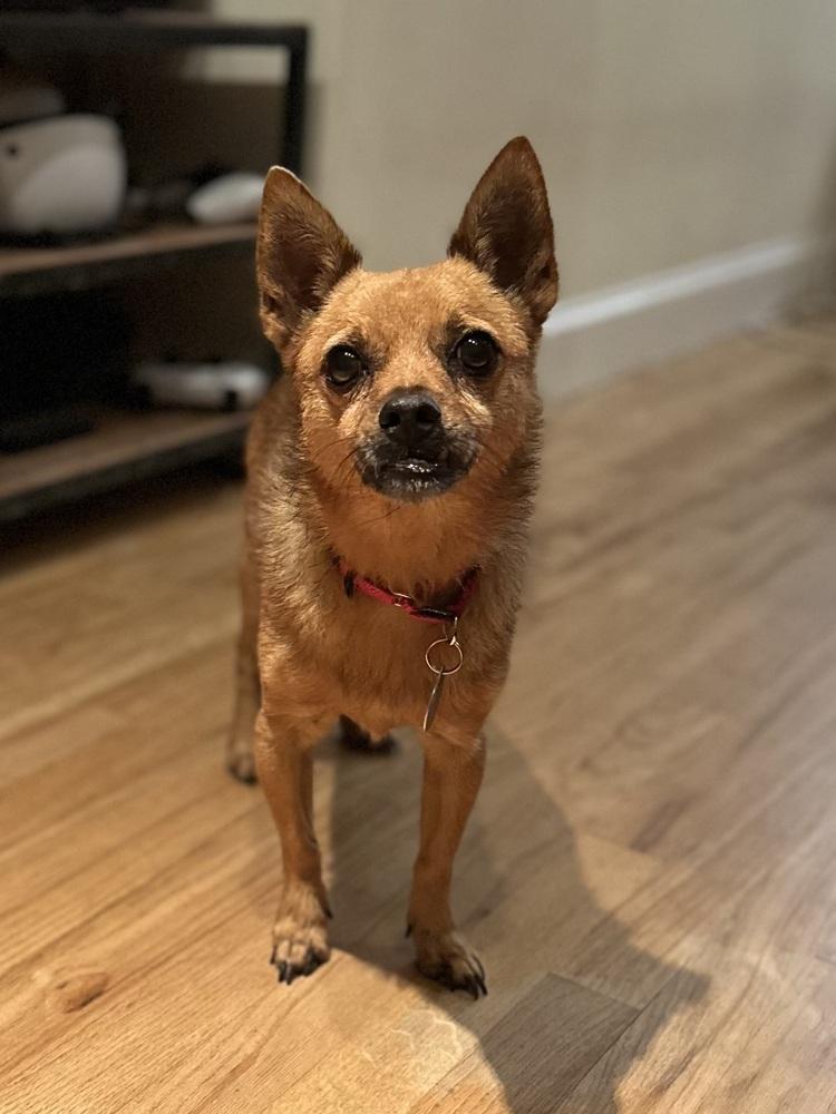 Rosco, a Adoptable mixed breed in Manhattan, NY image 5/6