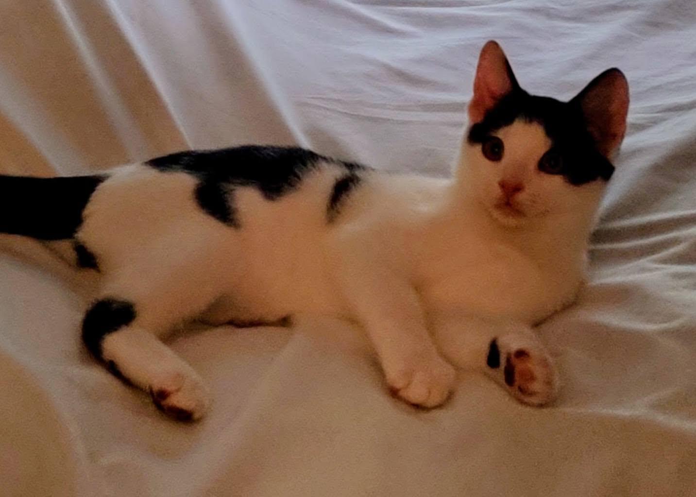 Toby, a ADOPTABLE Domestic Short Hair in Mount Pleasant, NC image 2/2