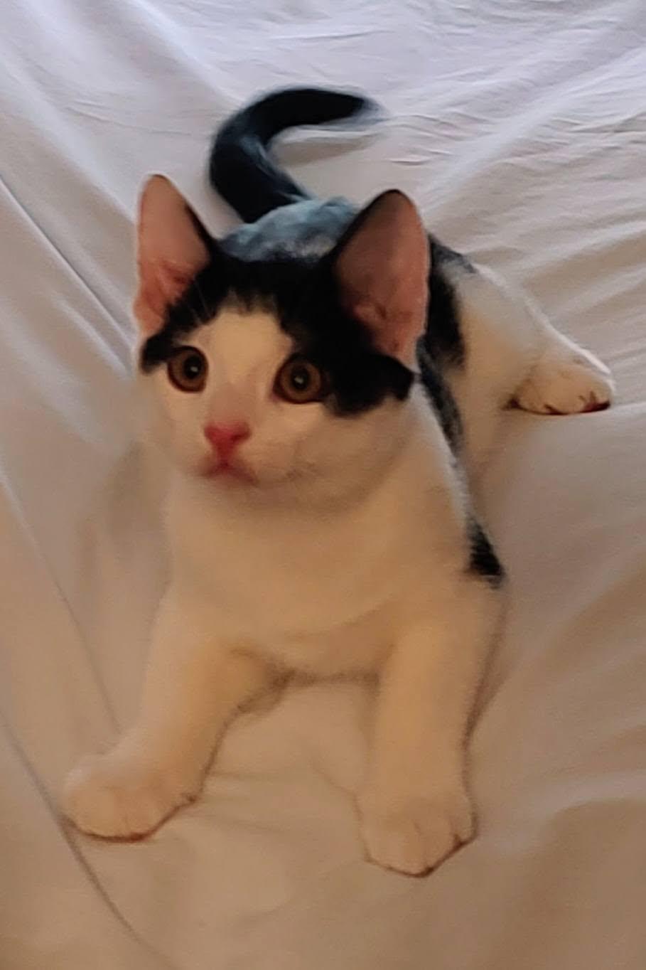 Toby, ADOPTABLE, Kitten Male Domestic Short Hair.