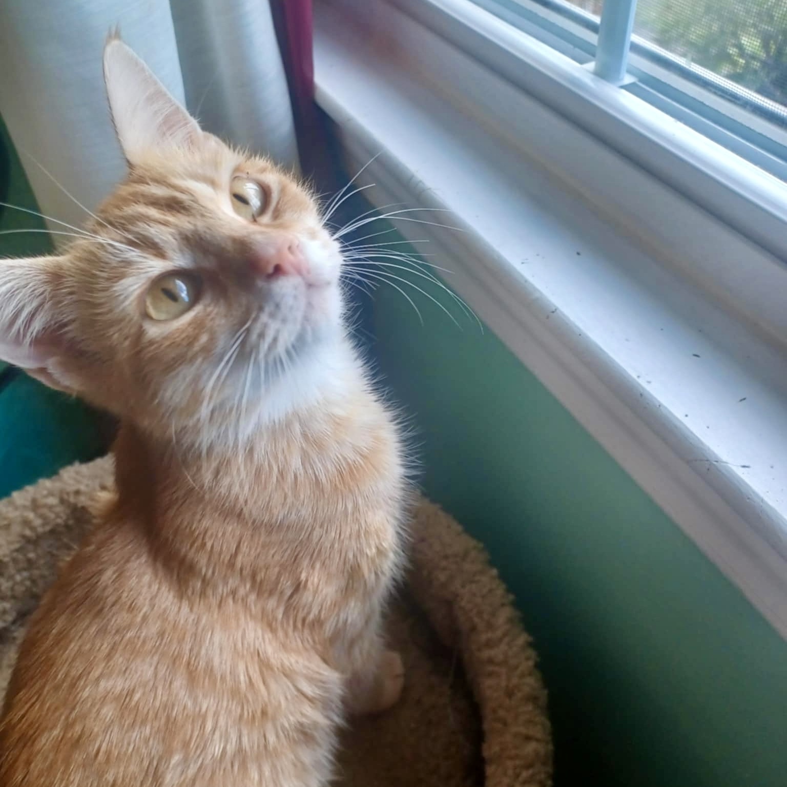 Cat for adoption Ruby 2.0, a Domestic Short Hair in LITTLE MOUNTAIN