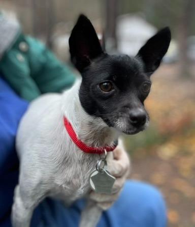 Minnie, a Adoptable mixed breed in Thompson Falls, MT image 2/2