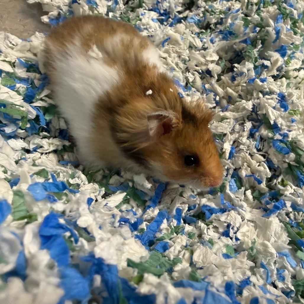 Enlarge Tupac, a ADOPTABLE Hamster in Medford, NY image 1/1