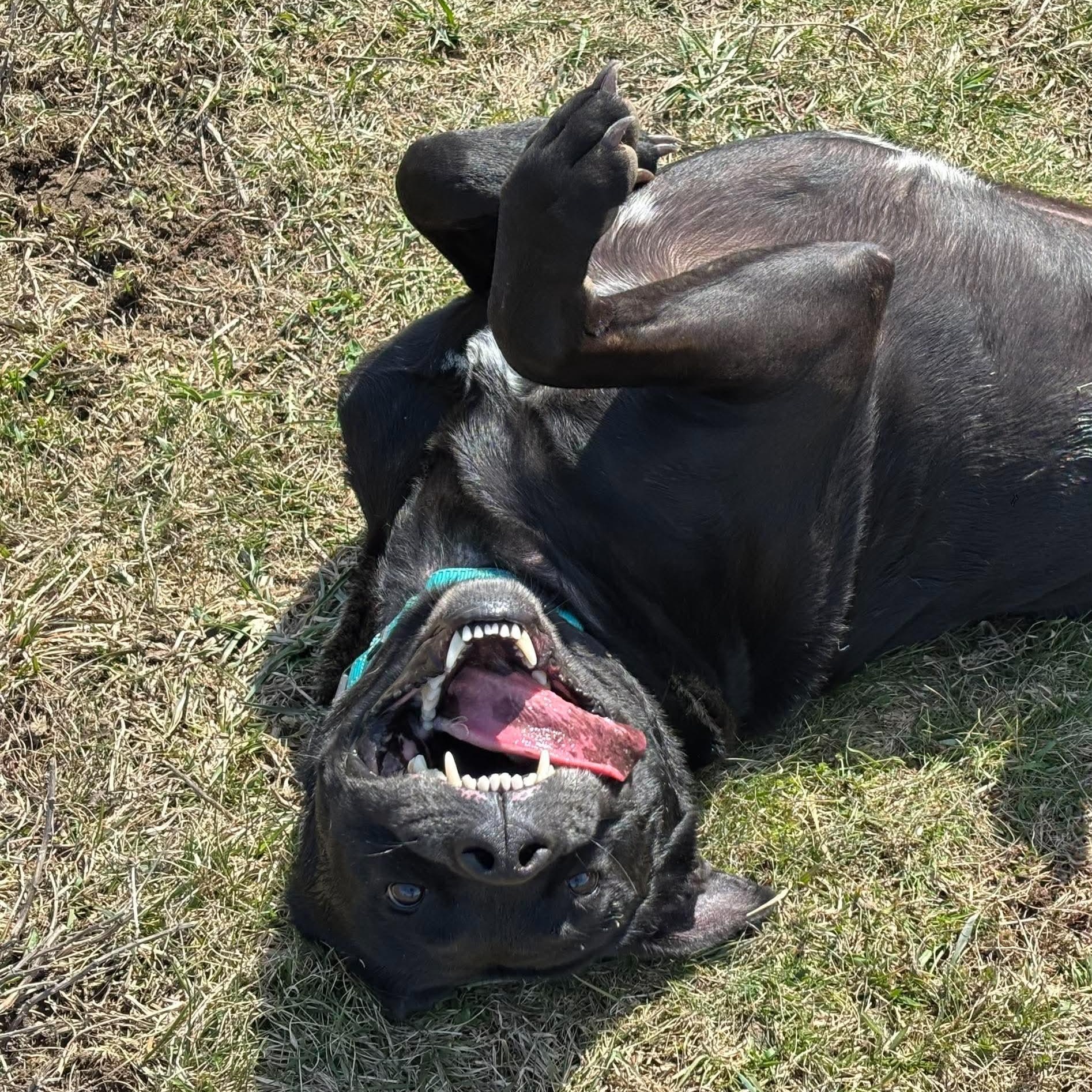 Enlarge Hansi, a ADOPTABLE Mixed Breed in Tioga, PA image 2/6