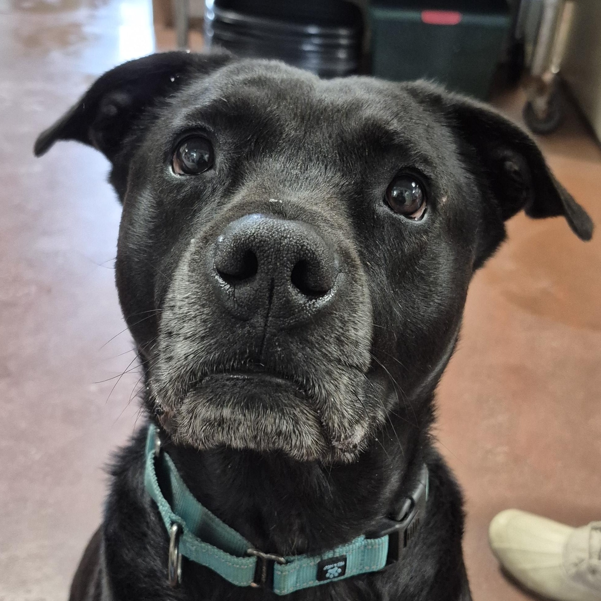 Enlarge Hansi, a ADOPTABLE Mixed Breed in Tioga, PA image 1/6