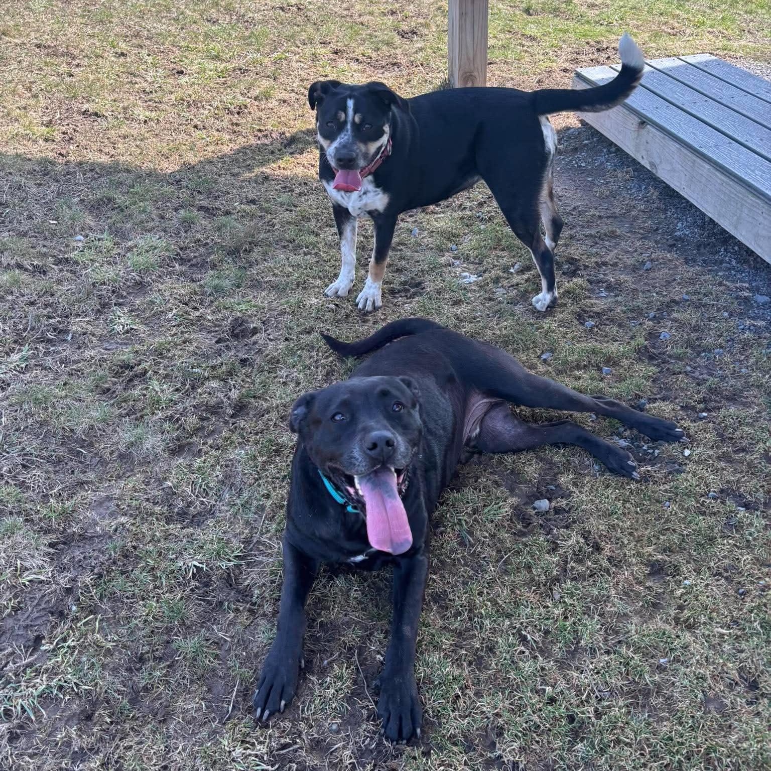 Enlarge Hansi, a ADOPTABLE Mixed Breed in Tioga, PA image 4/6