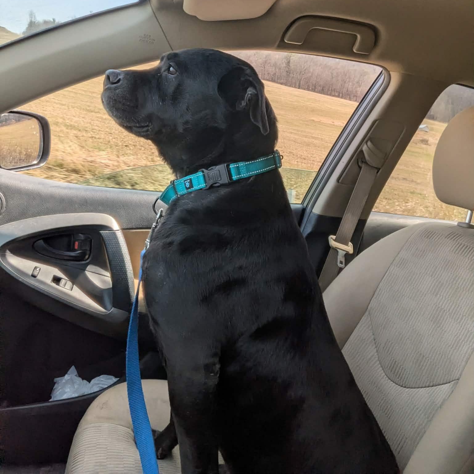 Enlarge Hansi, a ADOPTABLE Mixed Breed in Tioga, PA image 5/6