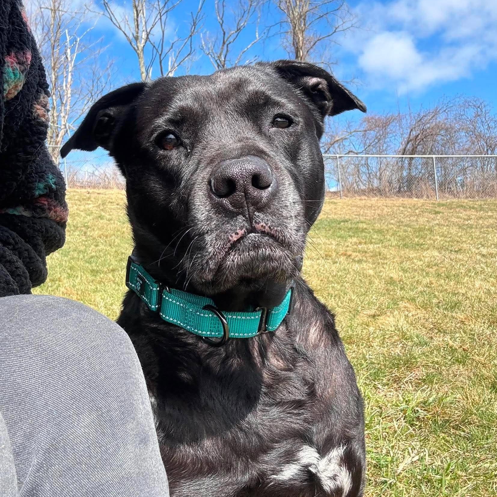 Enlarge Hansi, a ADOPTABLE Mixed Breed in Tioga, PA image 3/6