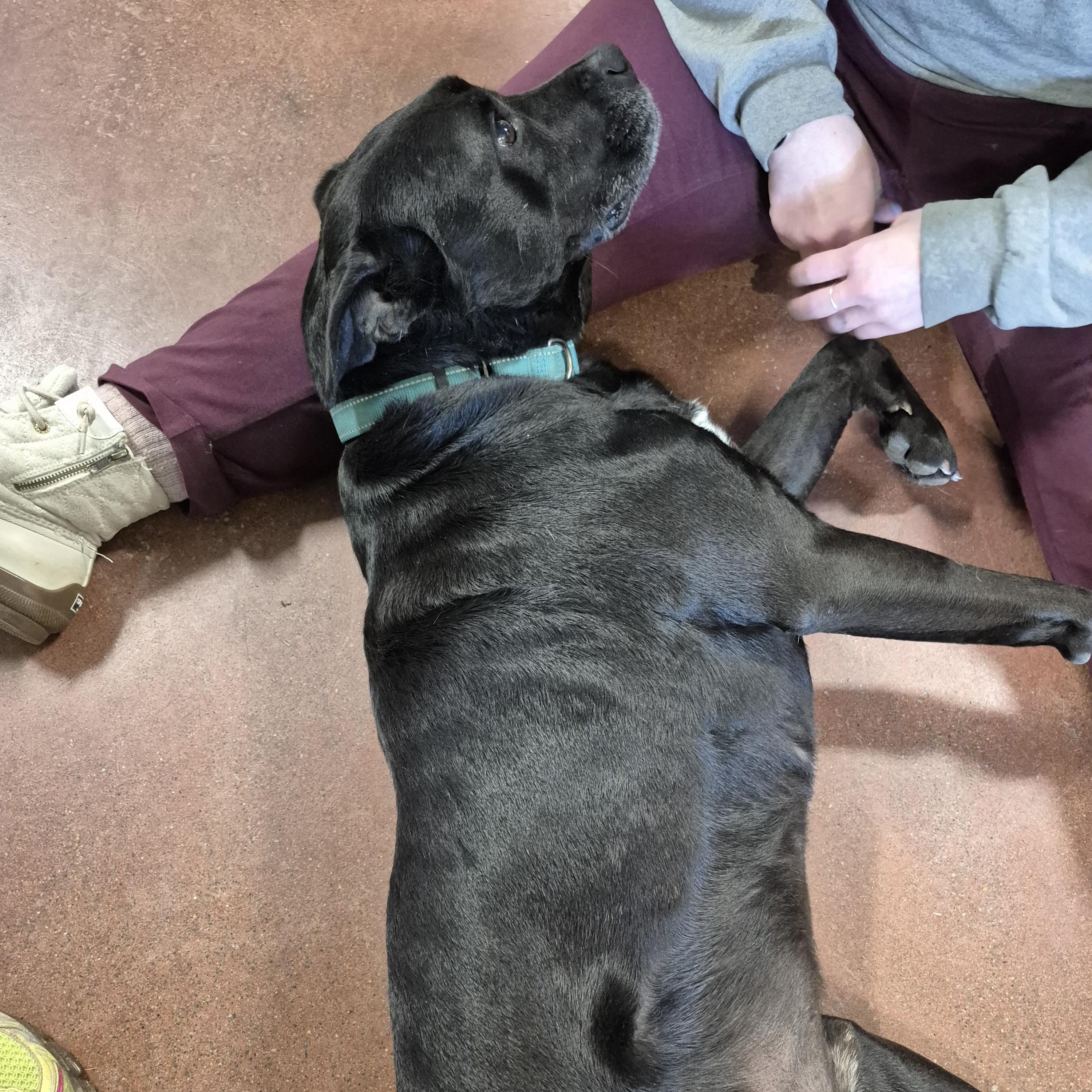 Enlarge Hansi, a ADOPTABLE Mixed Breed in Tioga, PA image 6/6