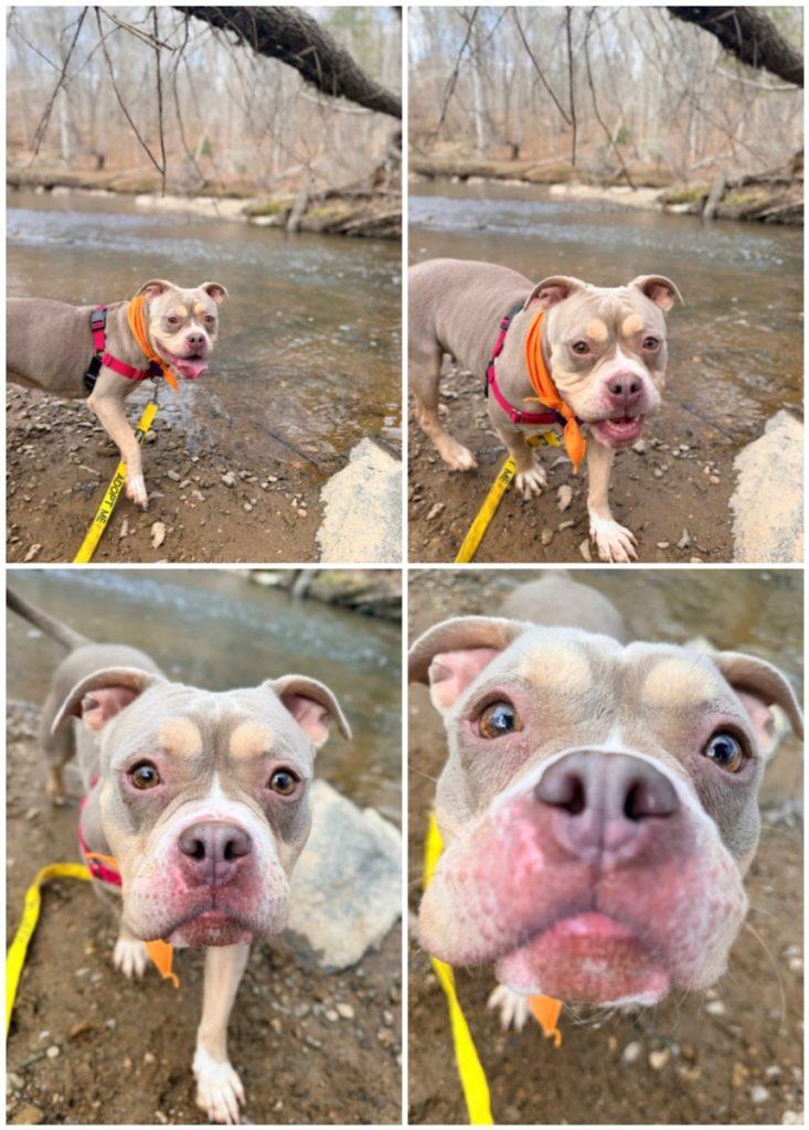 Miss Tilly, Adoptable, Adult Female Mixed Breed.