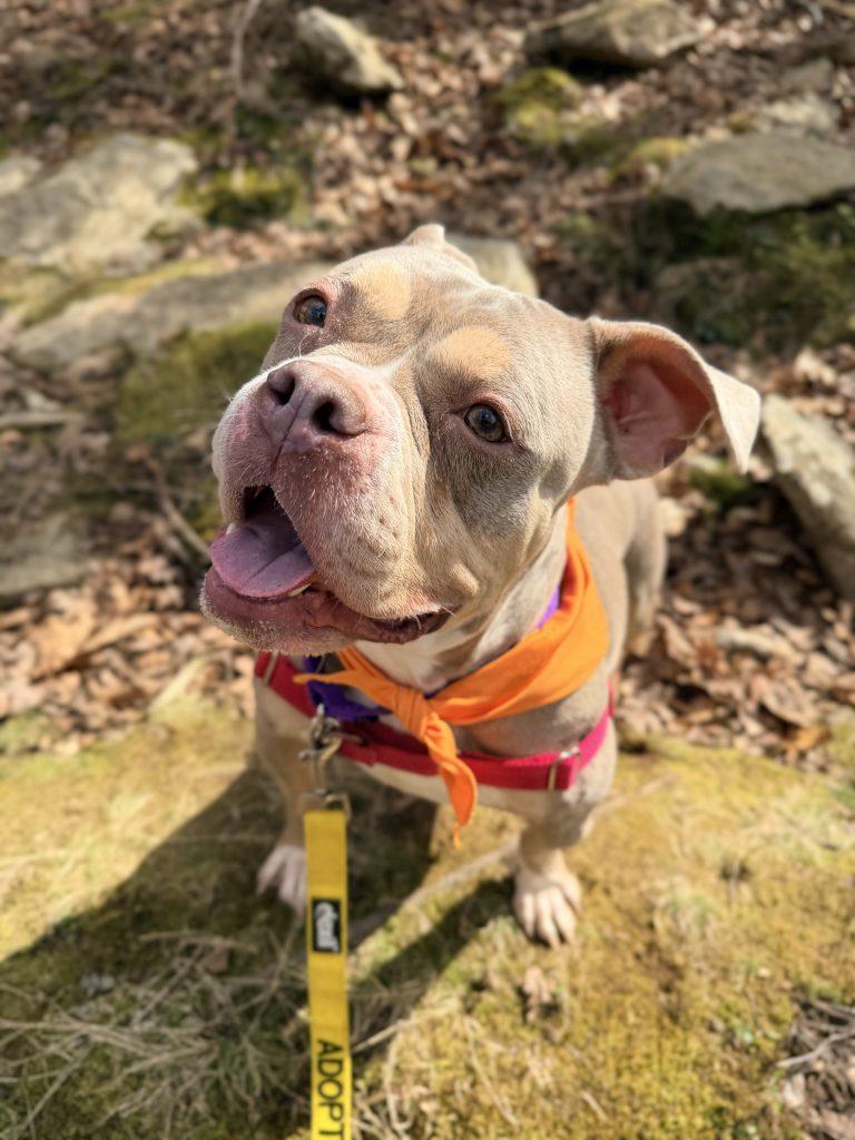 Enlarge Miss Tilly, a Adoptable Mixed Breed in Durham, NC image 2/3