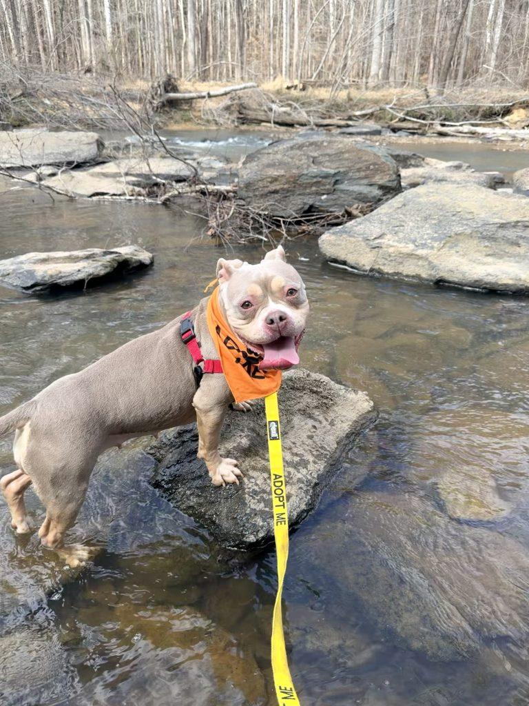 Enlarge Miss Tilly, a Adoptable Mixed Breed in Durham, NC image 3/3