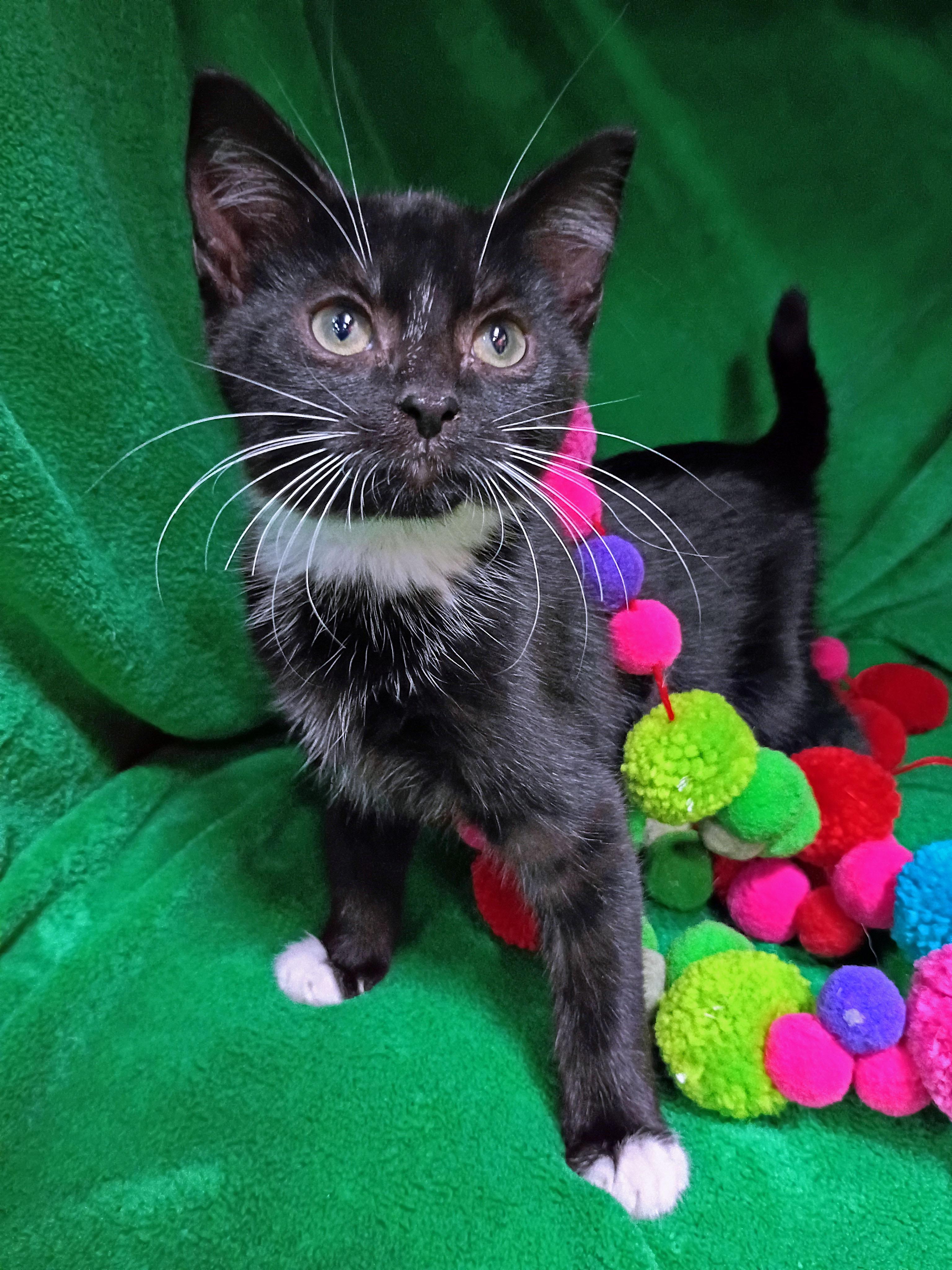 Enlarge Calvin Climb, a Adopted Domestic Short Hair in Morgantown, WV image 1/4