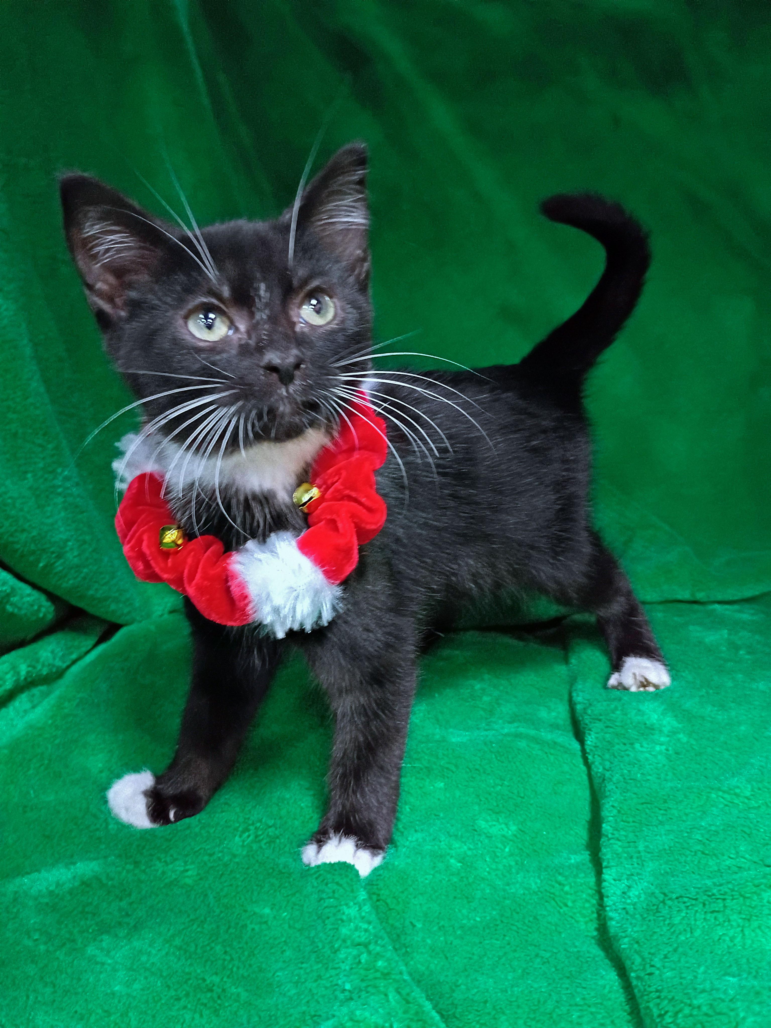 Enlarge Calvin Climb, a Adopted Domestic Short Hair in Morgantown, WV image 2/4