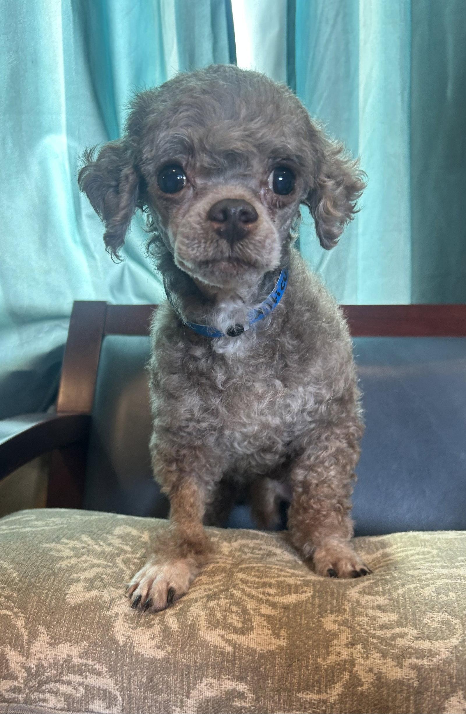 Enlarge Atticus Mar 26, a Adopted Poodle in Pacolet, SC image 1/3