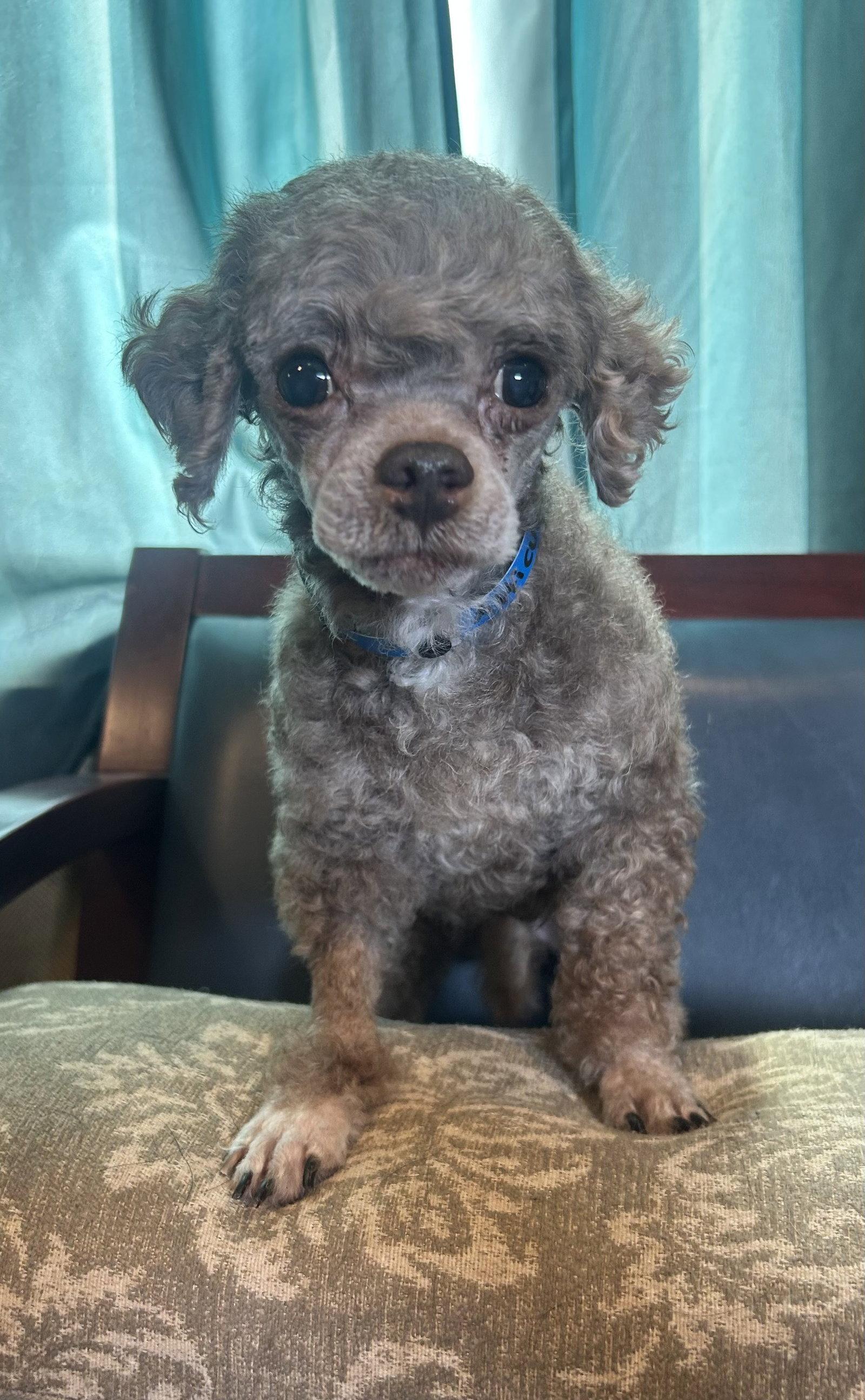 Enlarge Atticus Mar 26, a Adopted Poodle in Pacolet, SC image 2/3