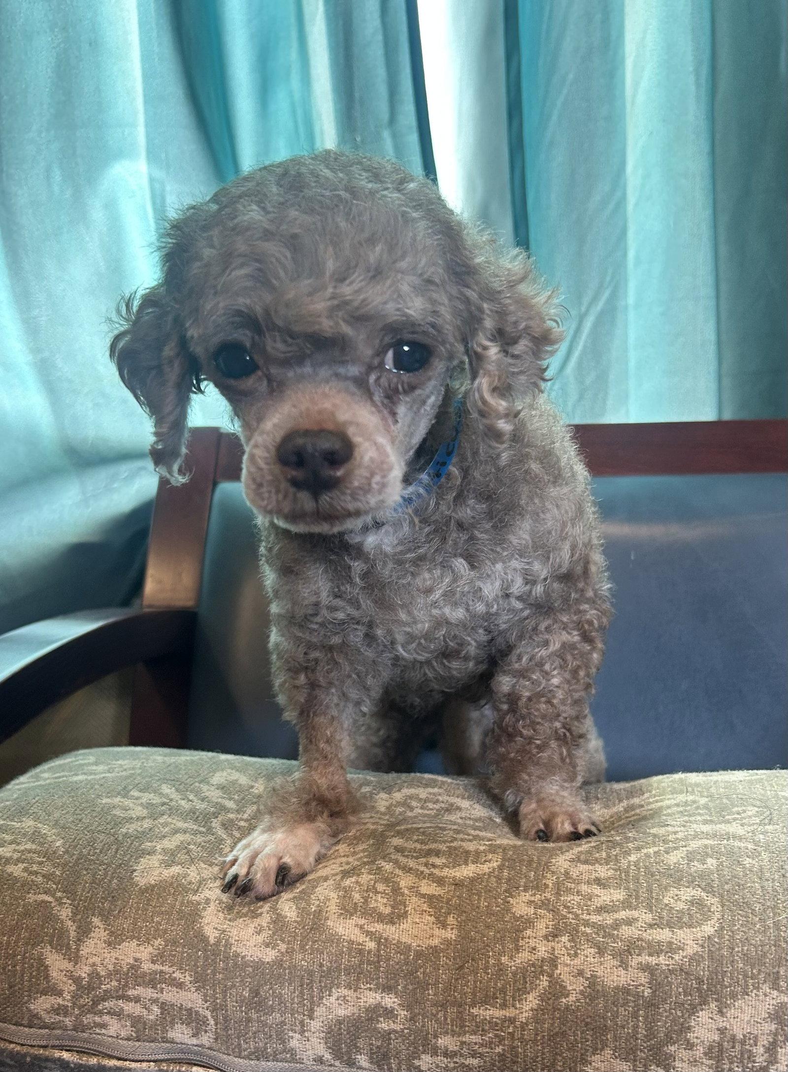 Enlarge Atticus Mar 26, a Adopted Poodle in Pacolet, SC image 3/3