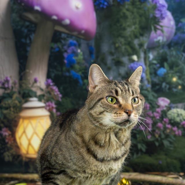 Boo Radley — thumbnail 2