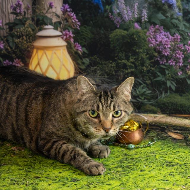 Boo Radley — thumbnail 3