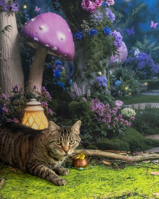 Boo Radley — thumbnail 4