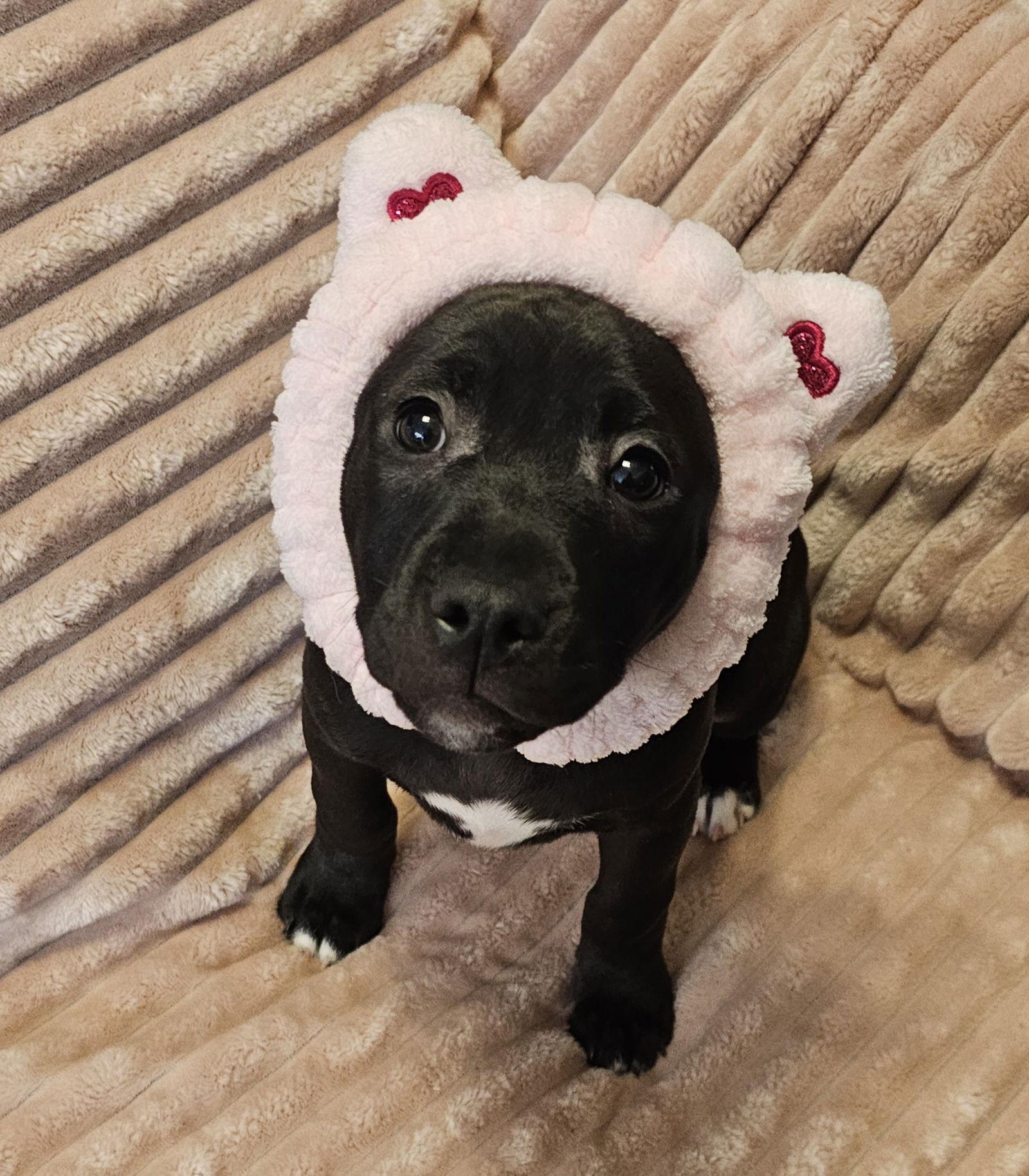 Enlarge Choxie, a Adoptable Pit Bull Terrier in Oakhurst, NJ image 1/3