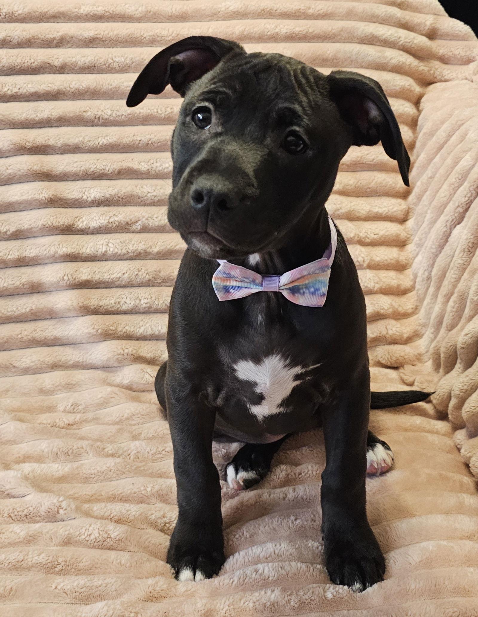 Enlarge Choxie, a Adoptable Pit Bull Terrier in Oakhurst, NJ image 2/3