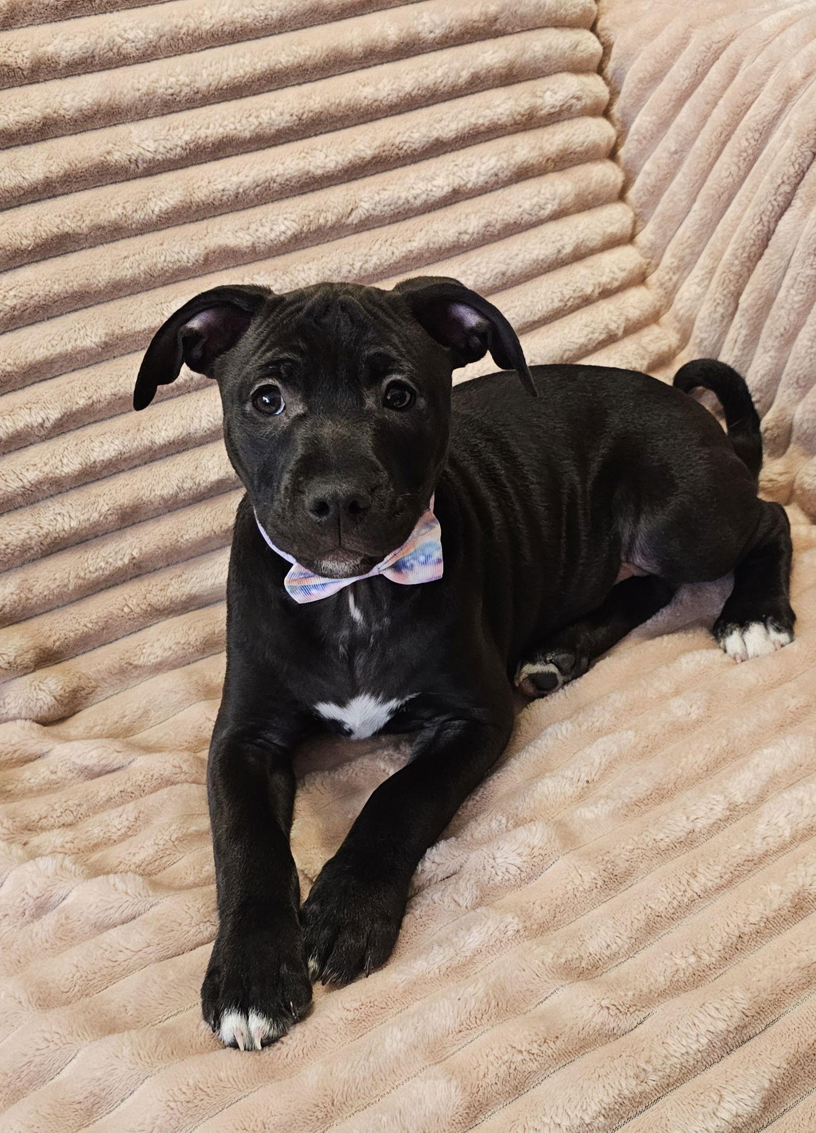 Enlarge Choxie, a Adoptable Pit Bull Terrier in Oakhurst, NJ image 3/3