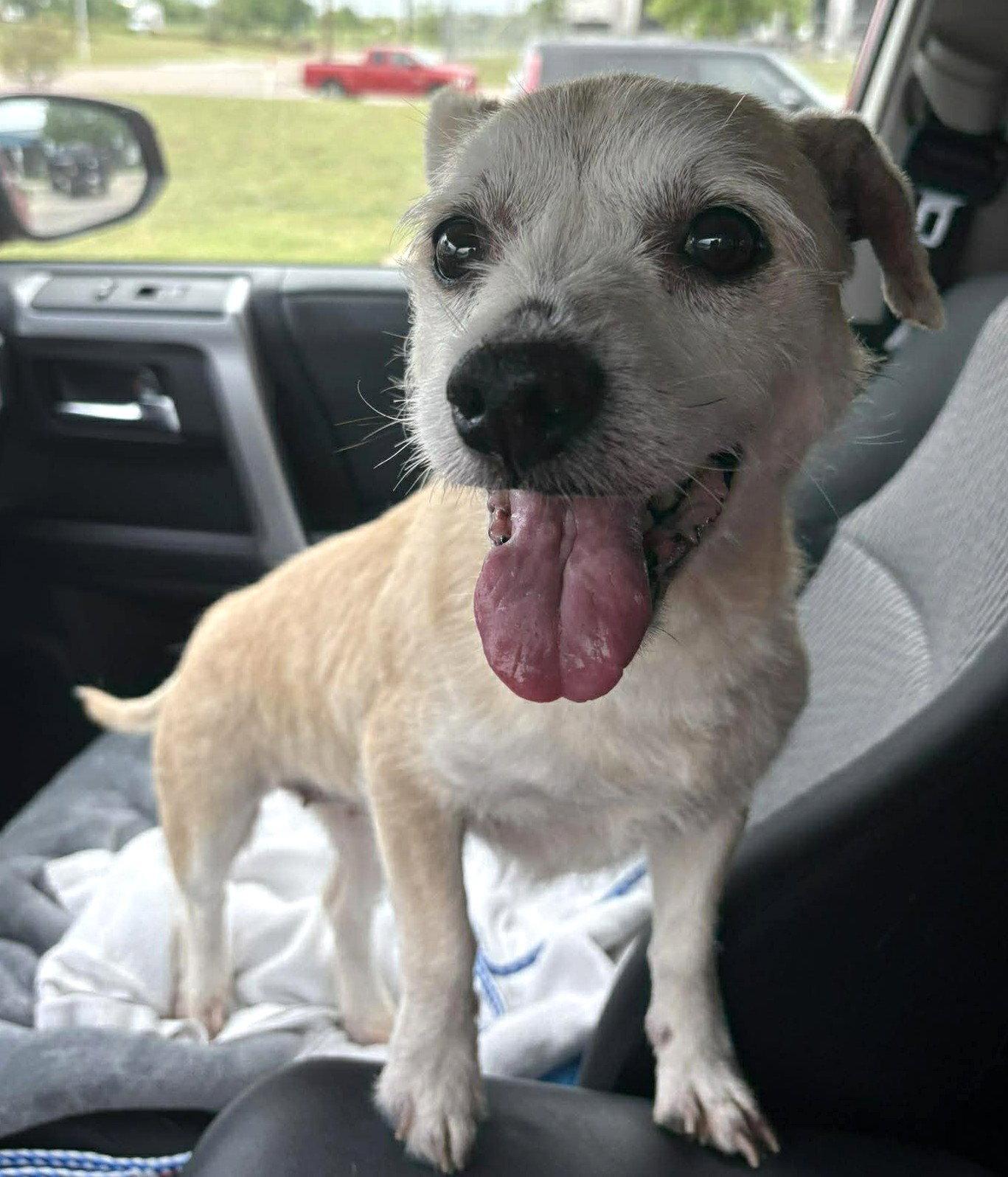 Mika TX, a Adoptable Terrier in Boonton, NJ image 1/3