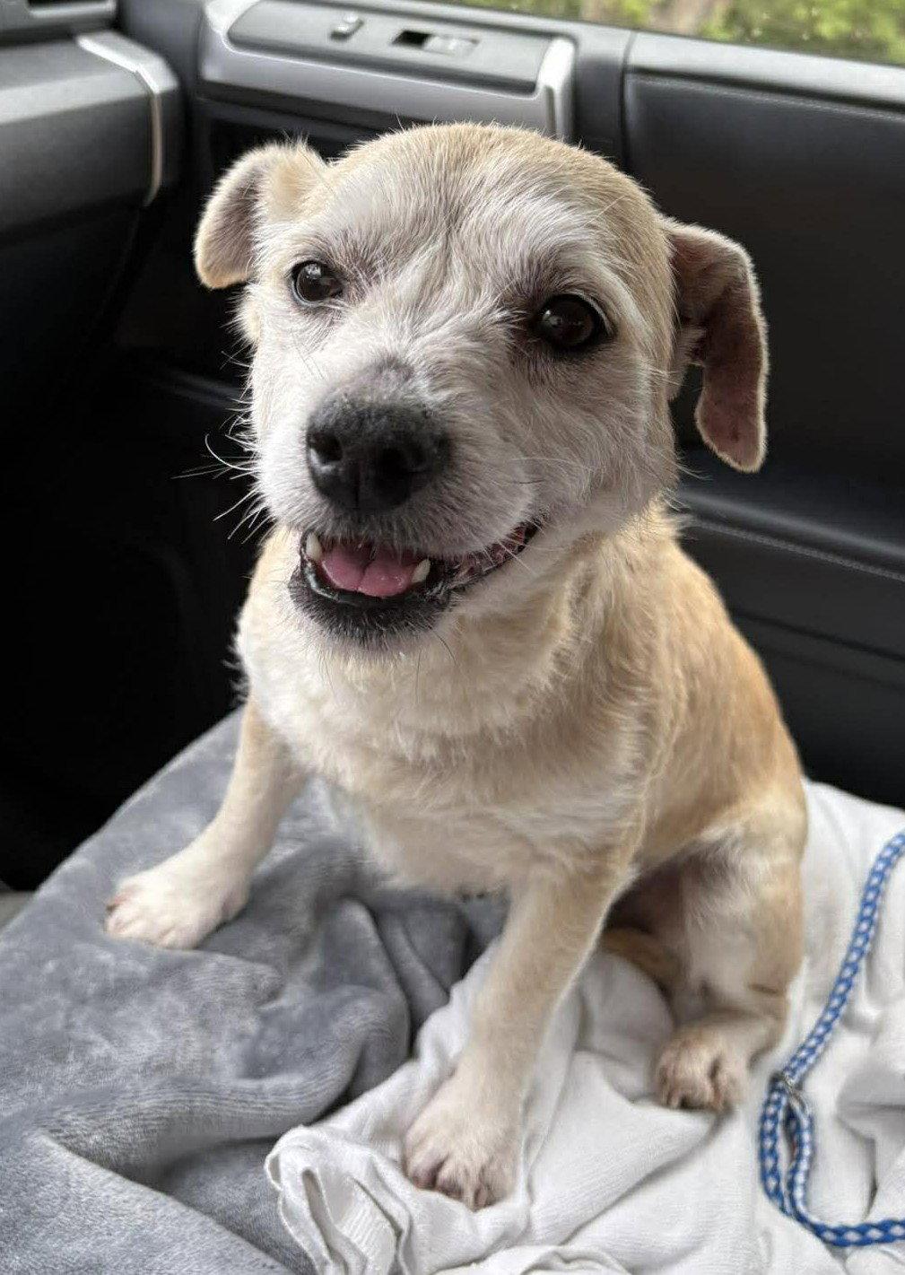 Mika TX, a Adoptable Terrier in Boonton, NJ image 2/3