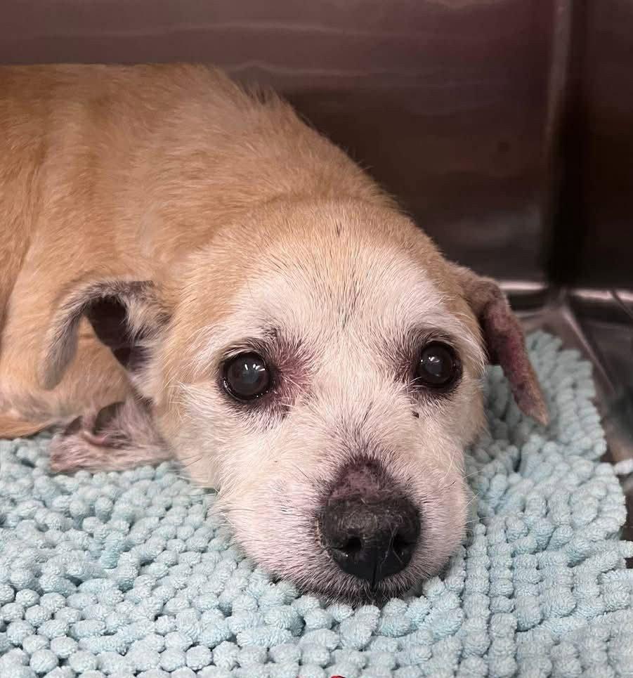 Mika TX, a Adoptable Terrier in Boonton, NJ image 3/3